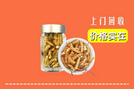 包头市固阳回收散虫草