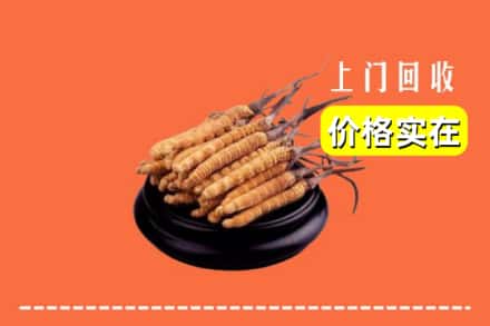 包头市固阳回收冬虫夏草